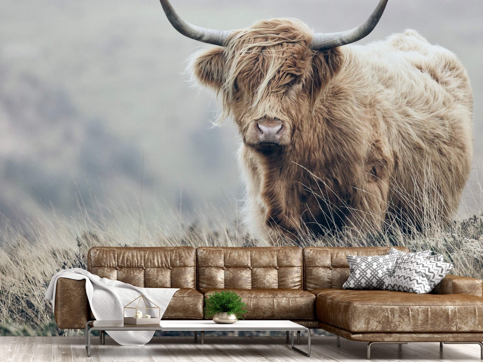 Highland Cattle - Scottish Highlander in nature - Living room 15