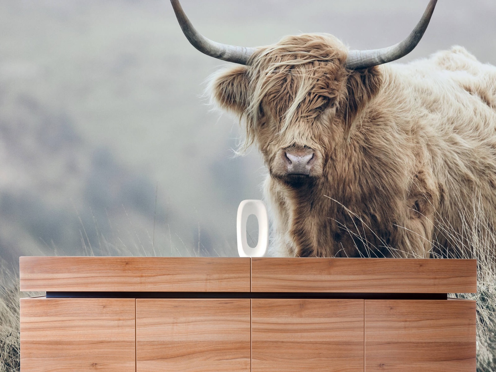 Highland Cattle - Scottish Highlander in nature - Living room 20