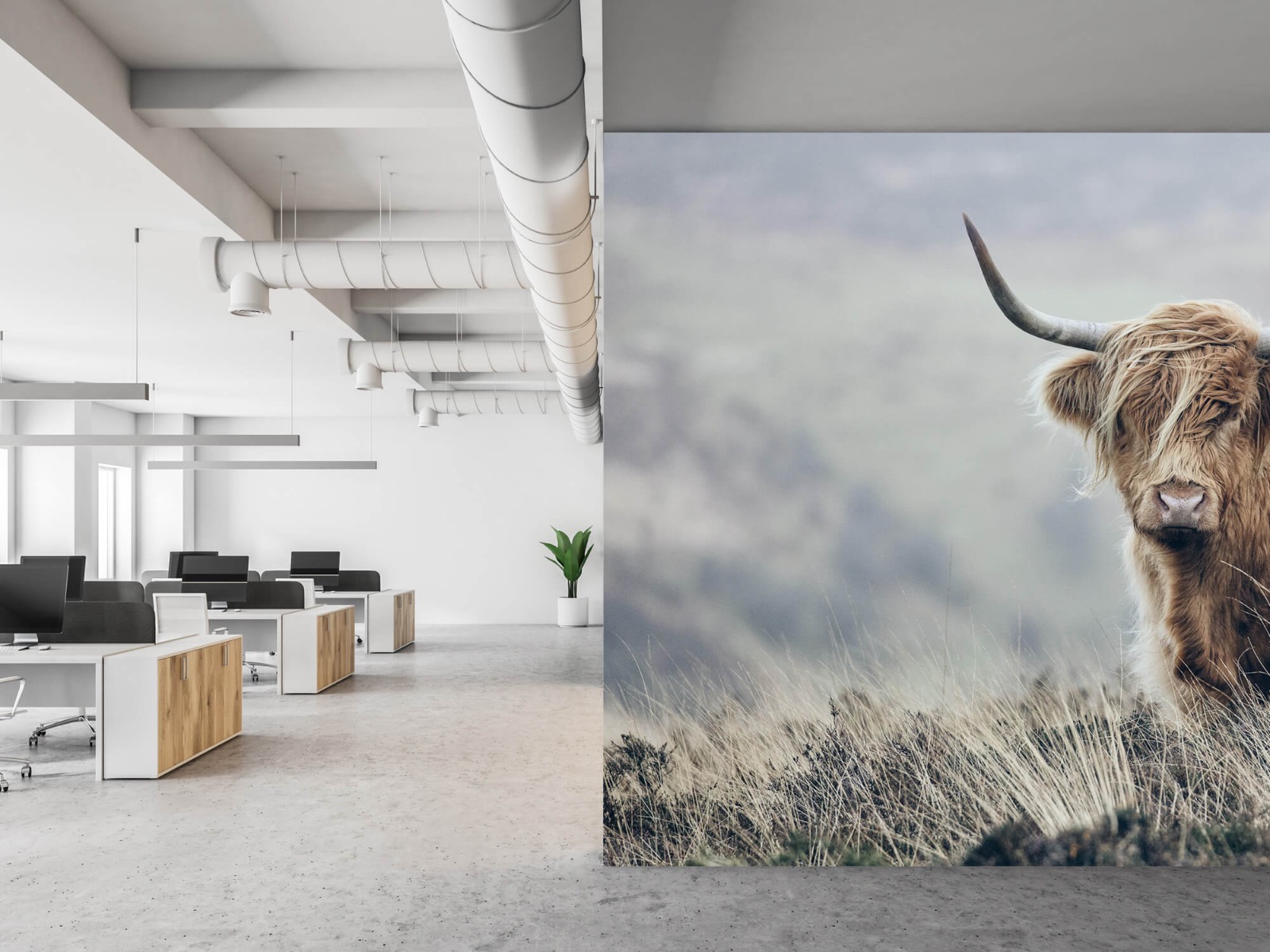 Highland Cattle - Scottish Highlander in nature - Living room 21