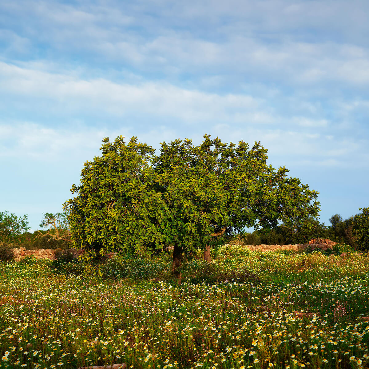 Tree between Chamomile in bloom