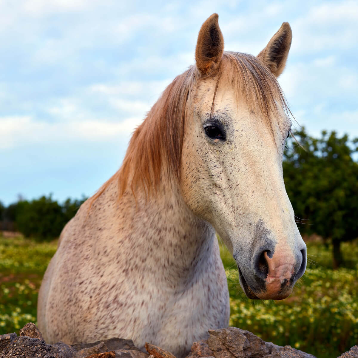 Horse in flower meadow