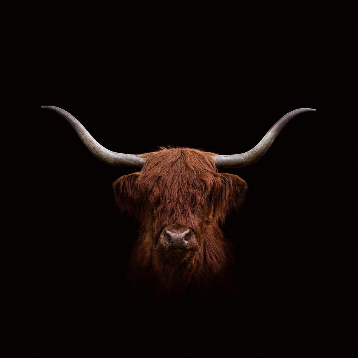 Scottish Highlander on dark background