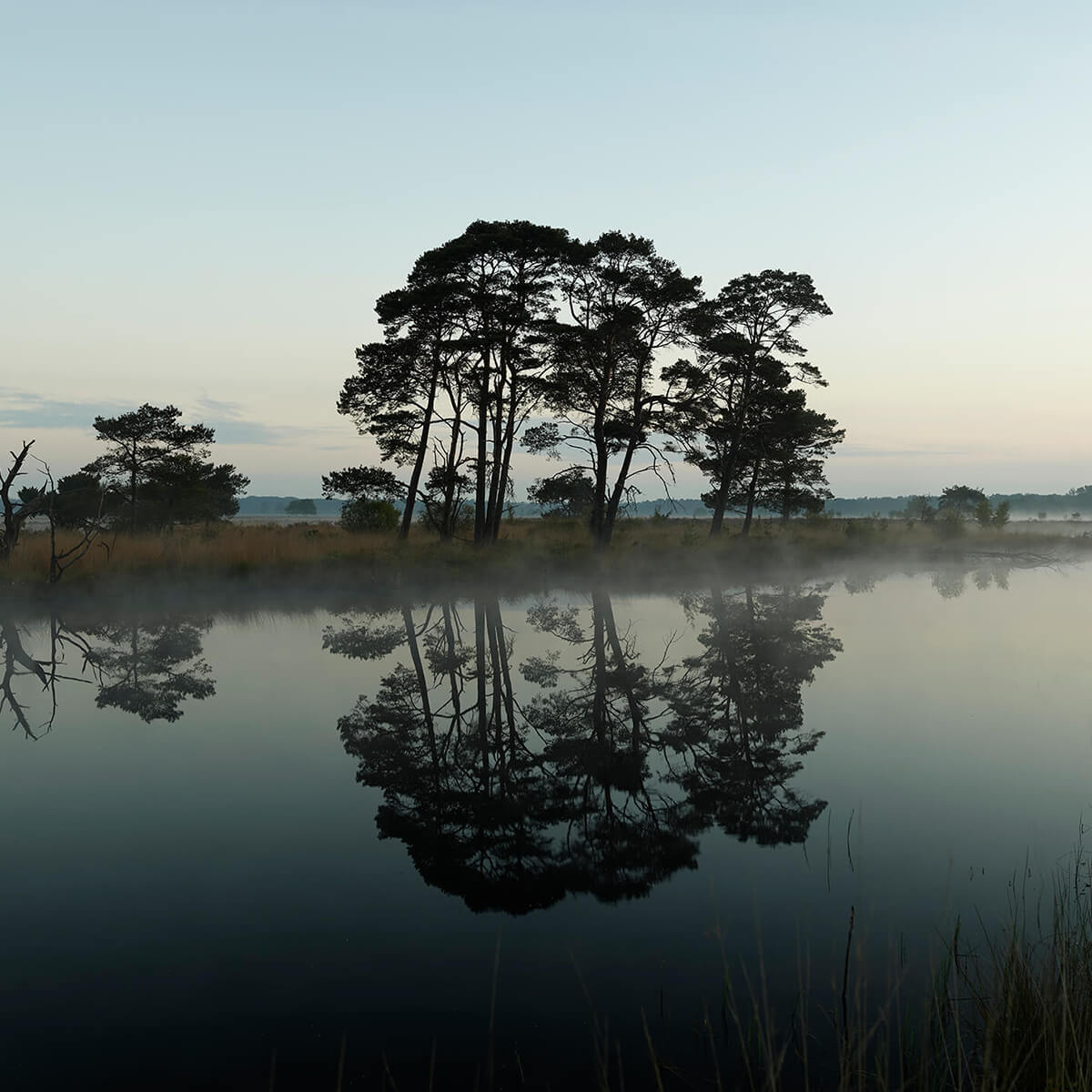 Les arbres le long des forêts