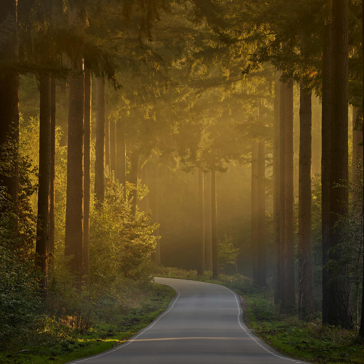 Zonsopkomst bij weg door het bos