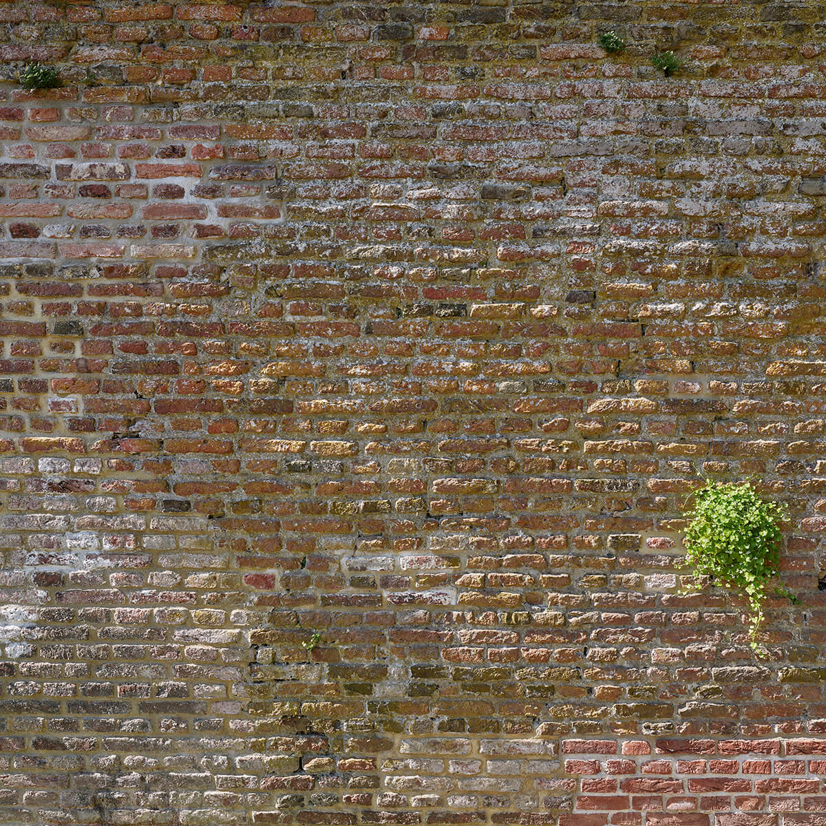 Oude stenen stadsmuur met plantjes