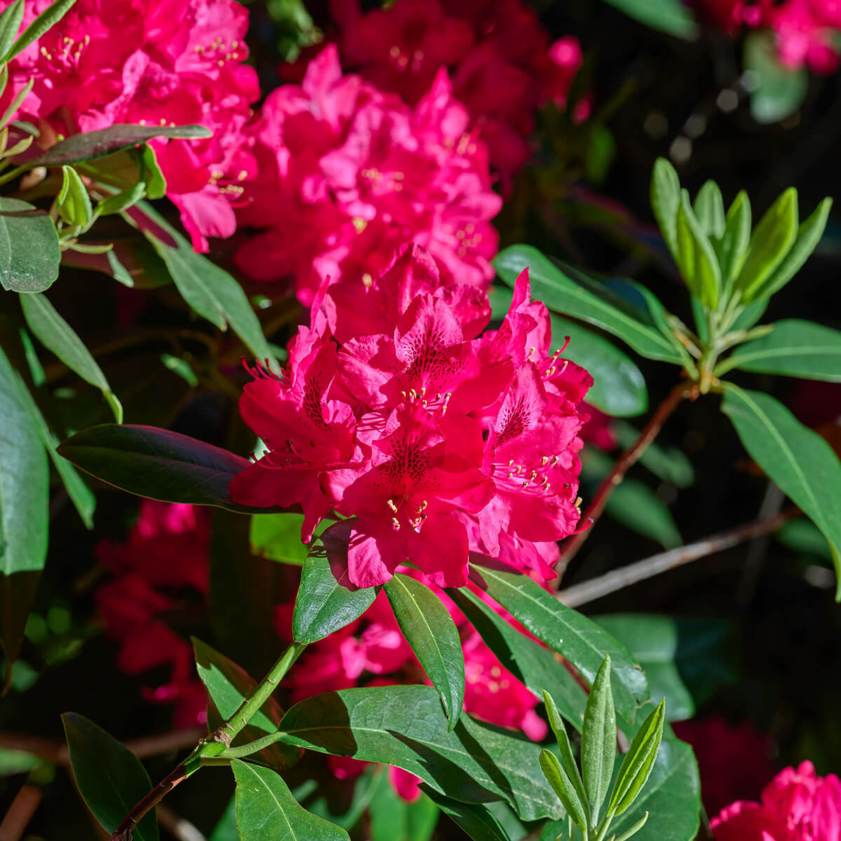 Nahaufnahme Rhododendron