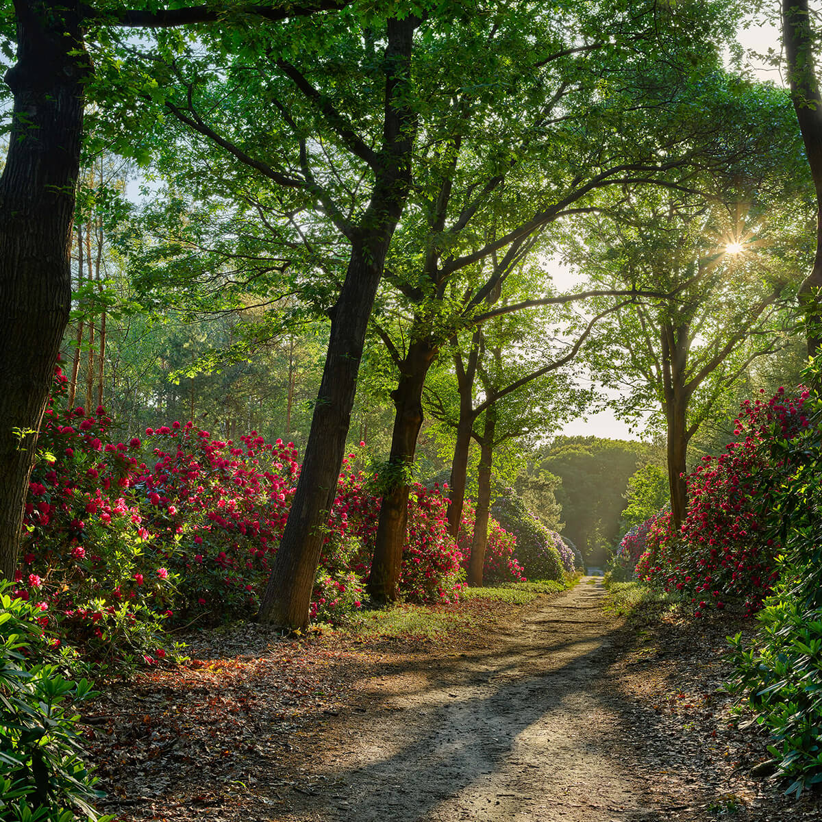 Lever de soleil sur le chemin avec des rhododendrons