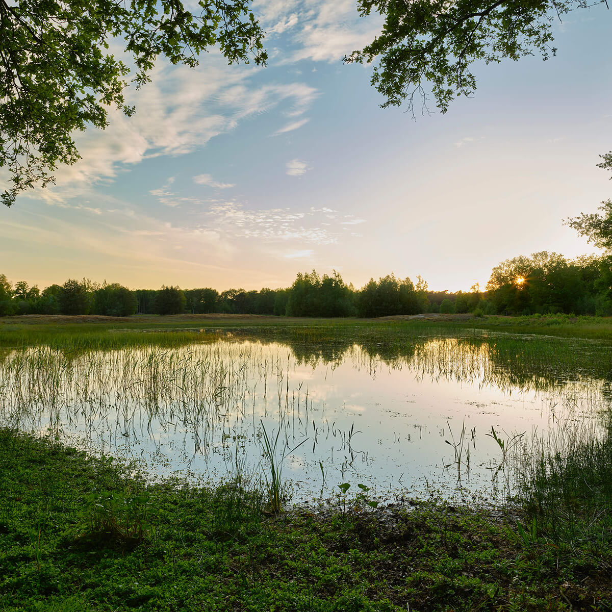 Zonsondergang bij bosven