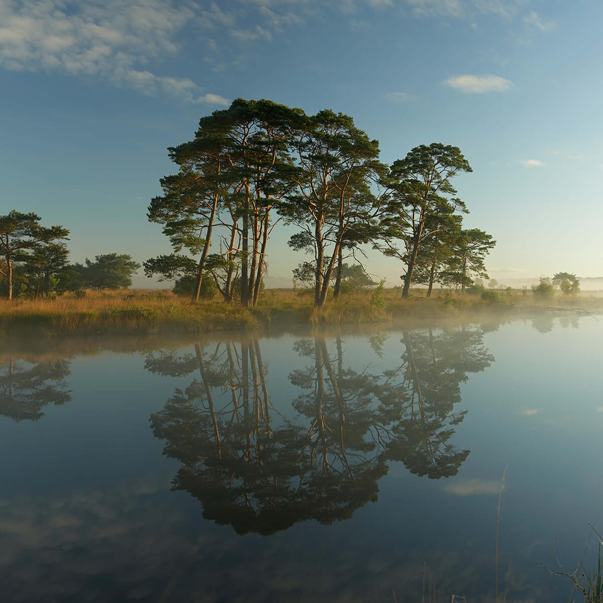 Weerspiegeling in heidegebied