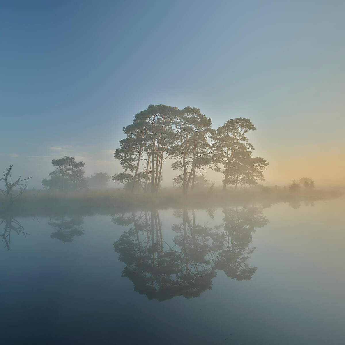 Brouillard dans les landes