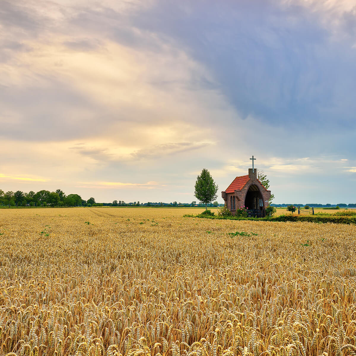 Champ de céréales