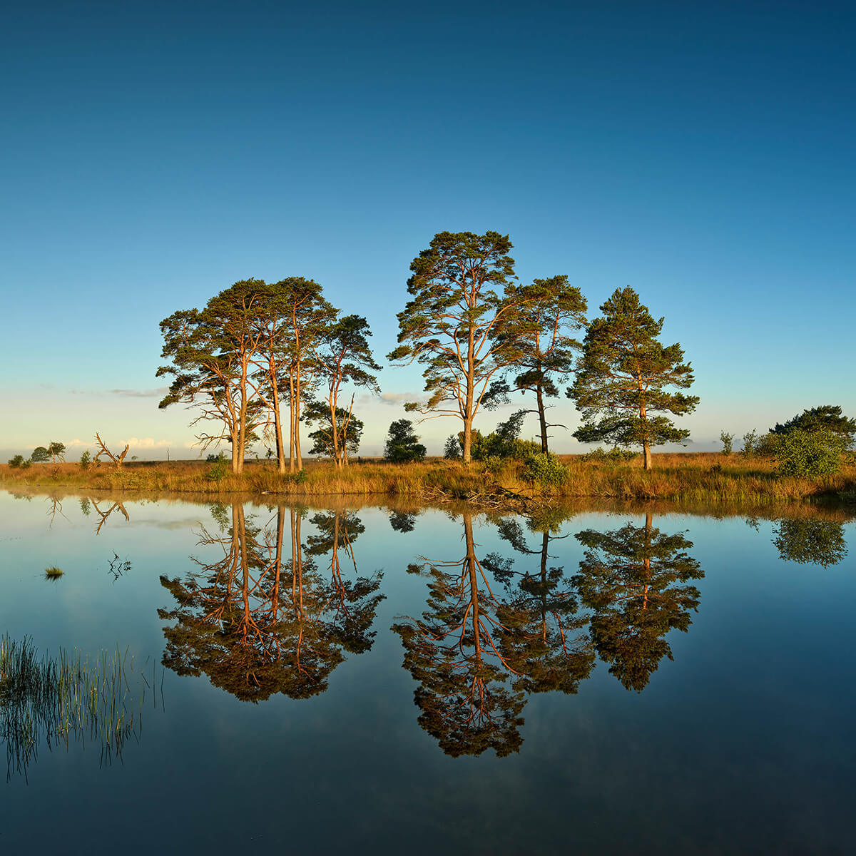 Reflection in forest lake