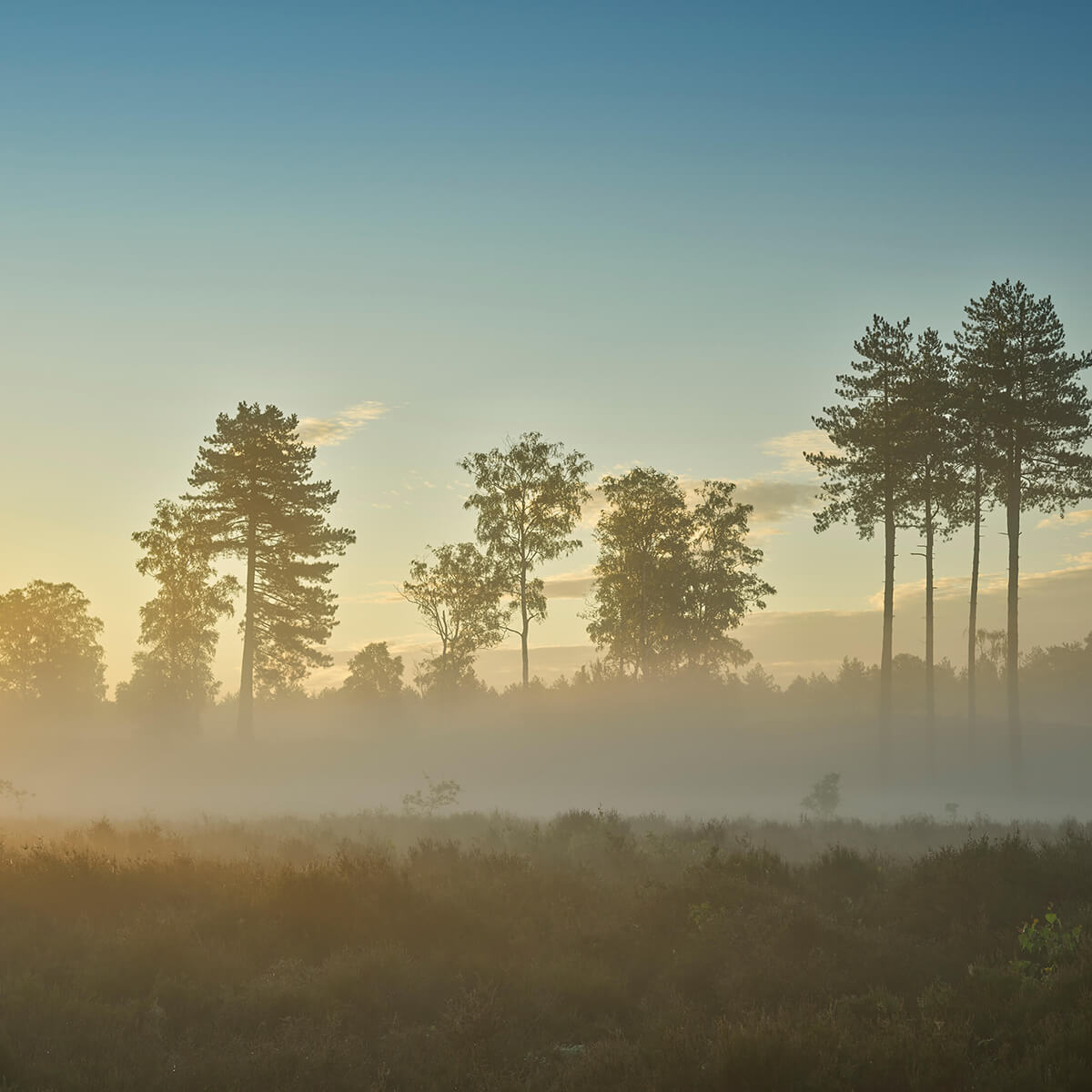 Mistig heidegebied