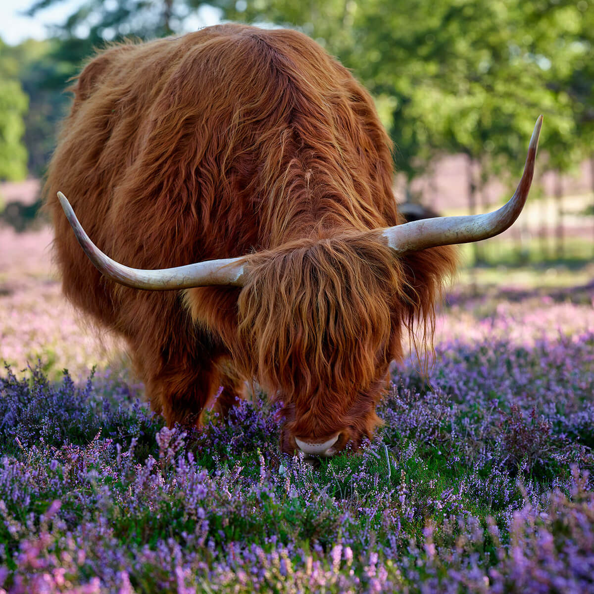 Highlands écossais dans un pâturage