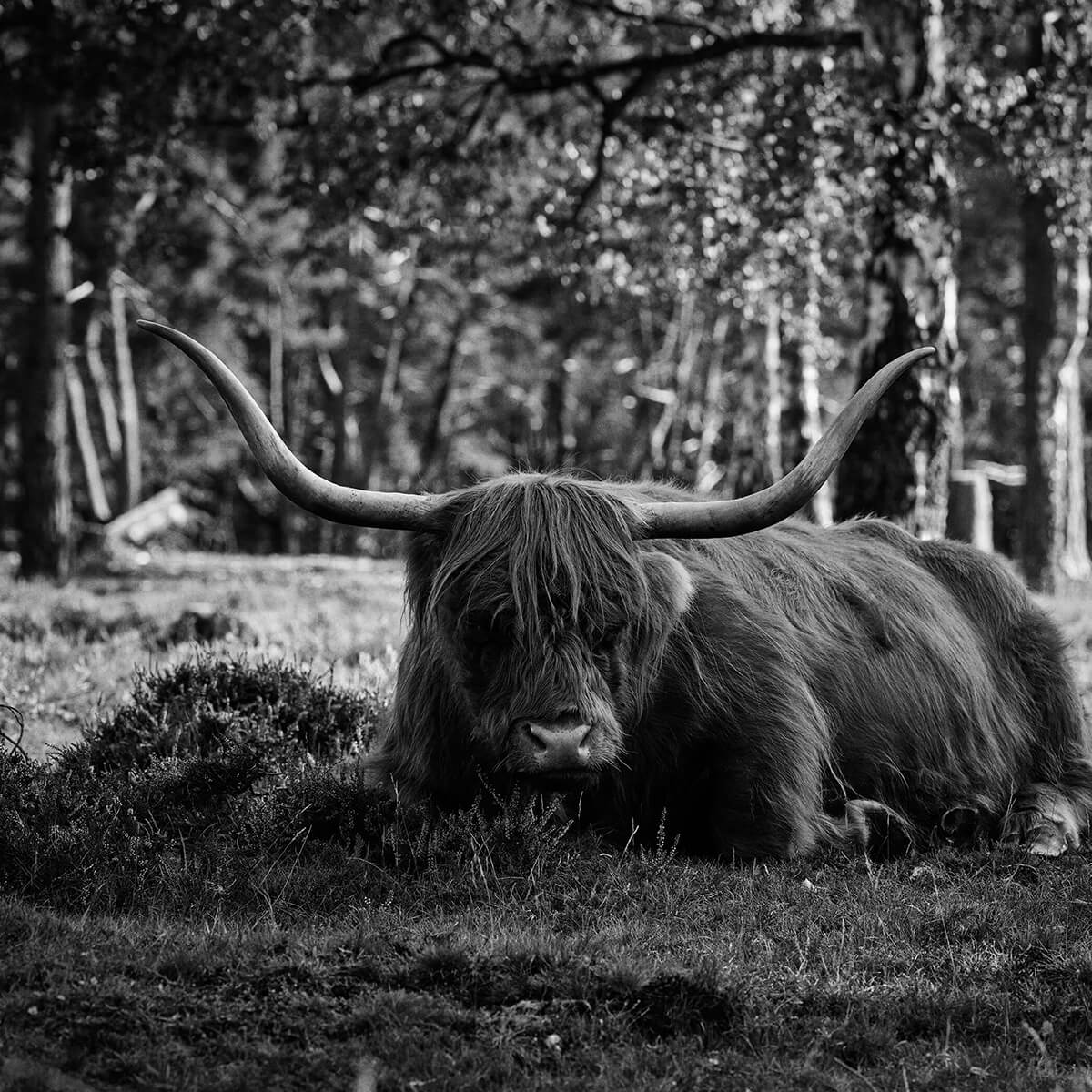 Un Highland écossais détendu