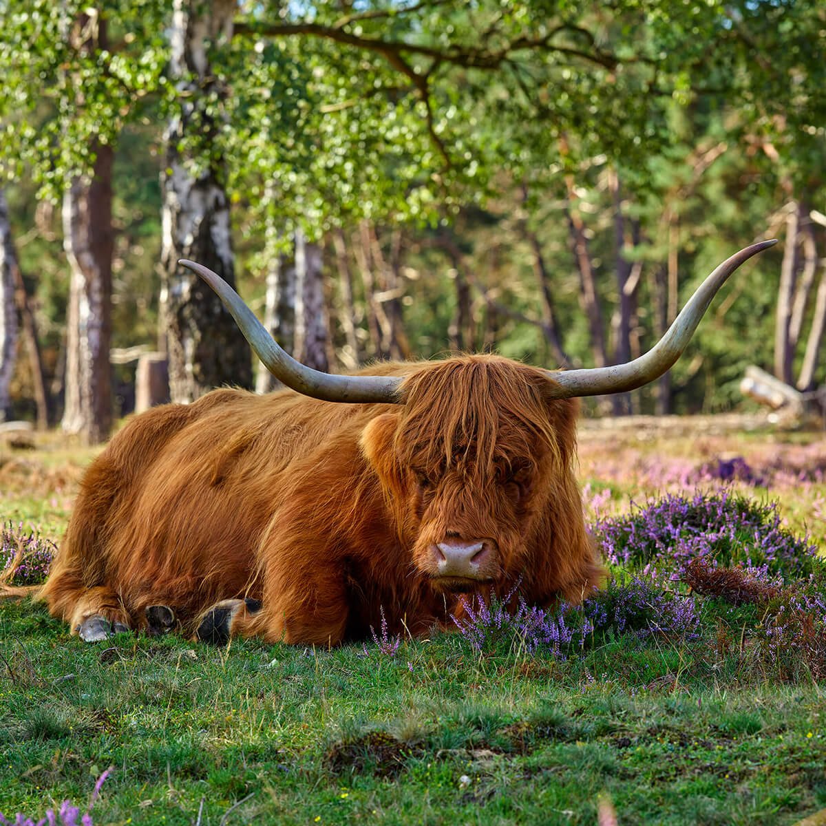 Le repos du Highland écossais