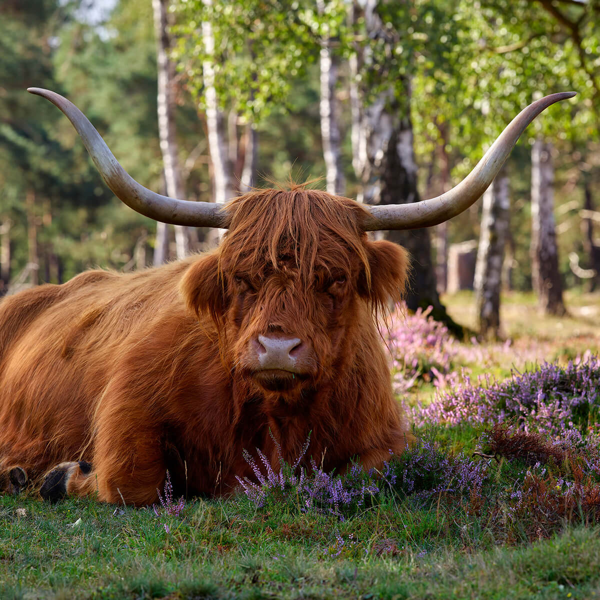 Reclining Scottish Highlander