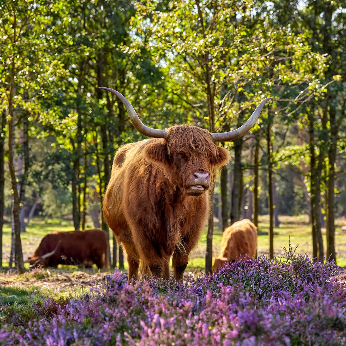 Les Highlands dans une réserve naturelle