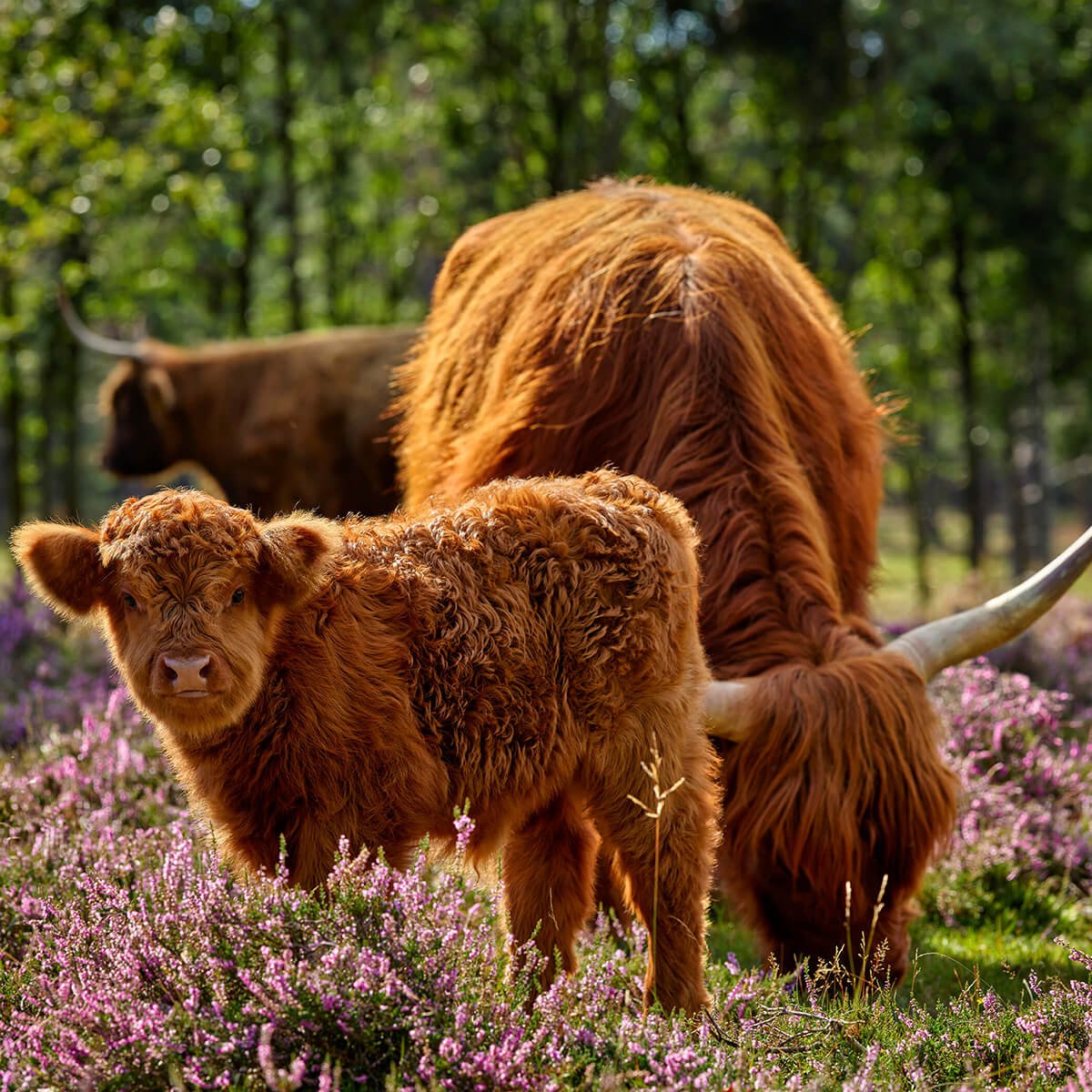 Famille de Highlands écossais