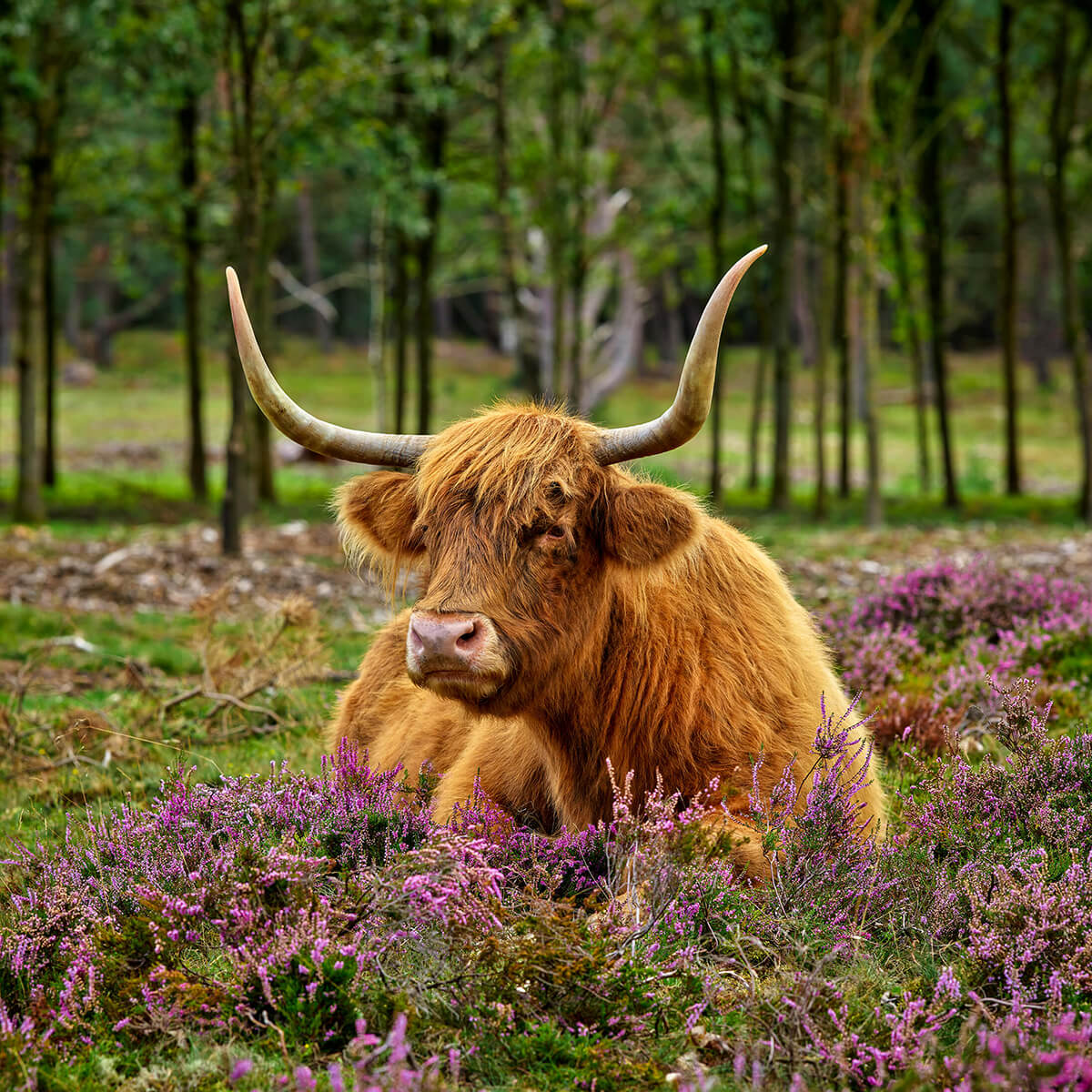 Schotse hooglander tussen paarse heide