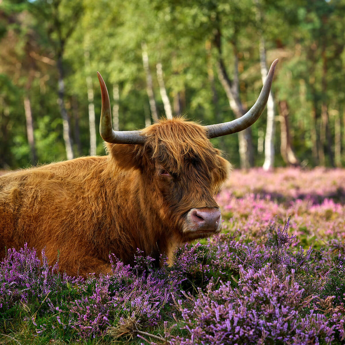 Le robuste Highland écossais