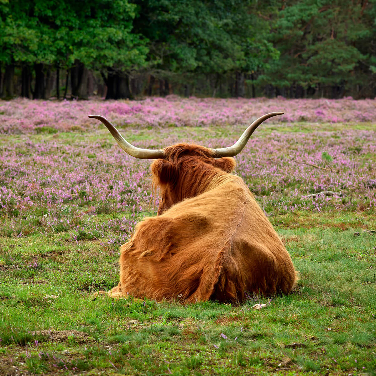 Le Highland écossais à l'affût