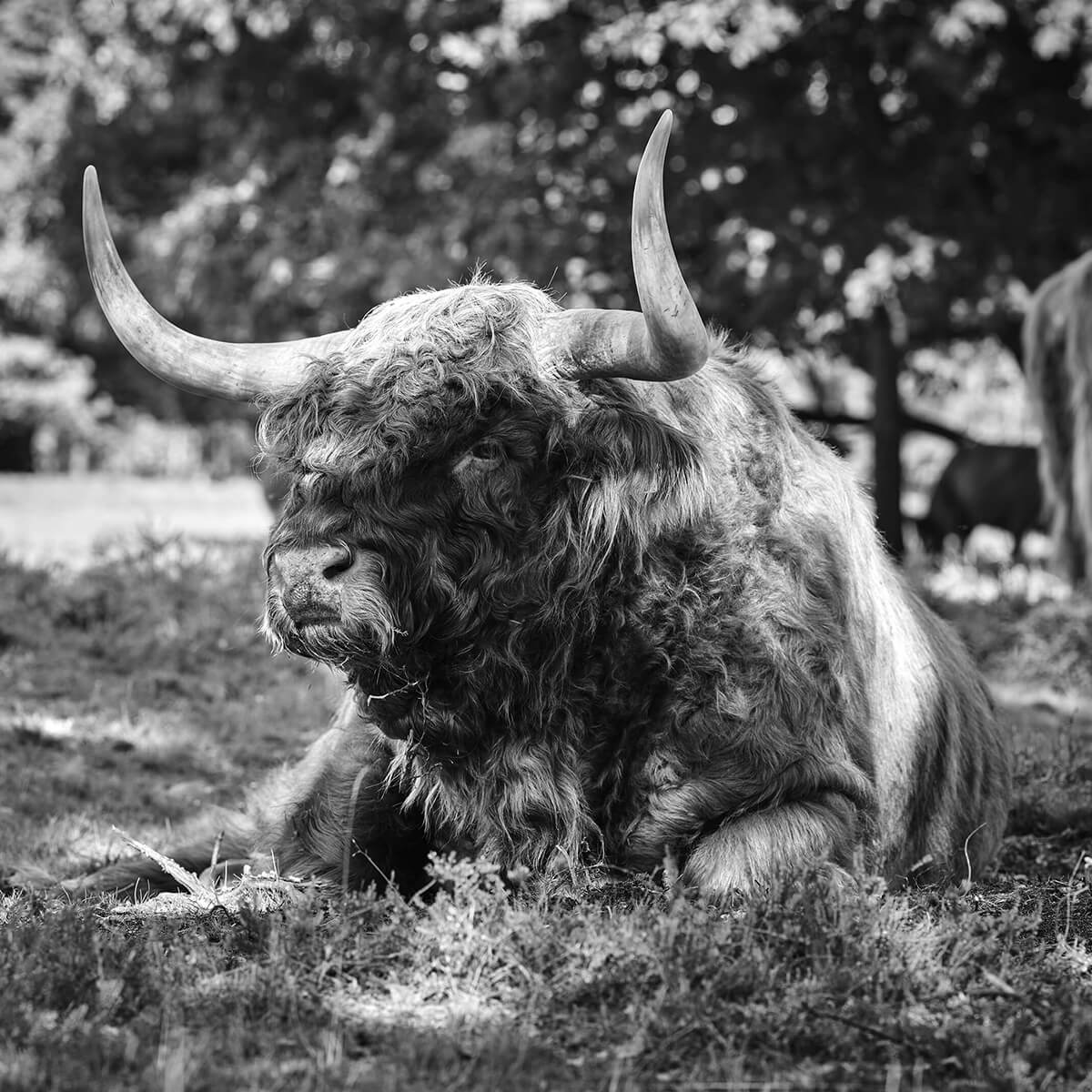 Scottish Highlander bull