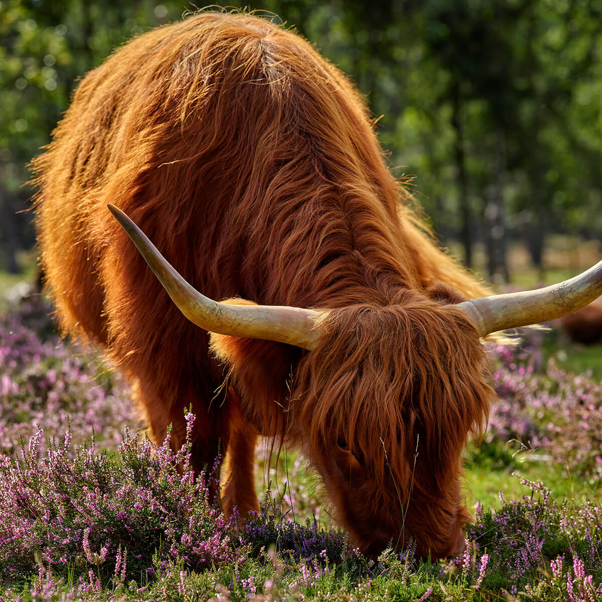 Grazende hooglander in heide gebied