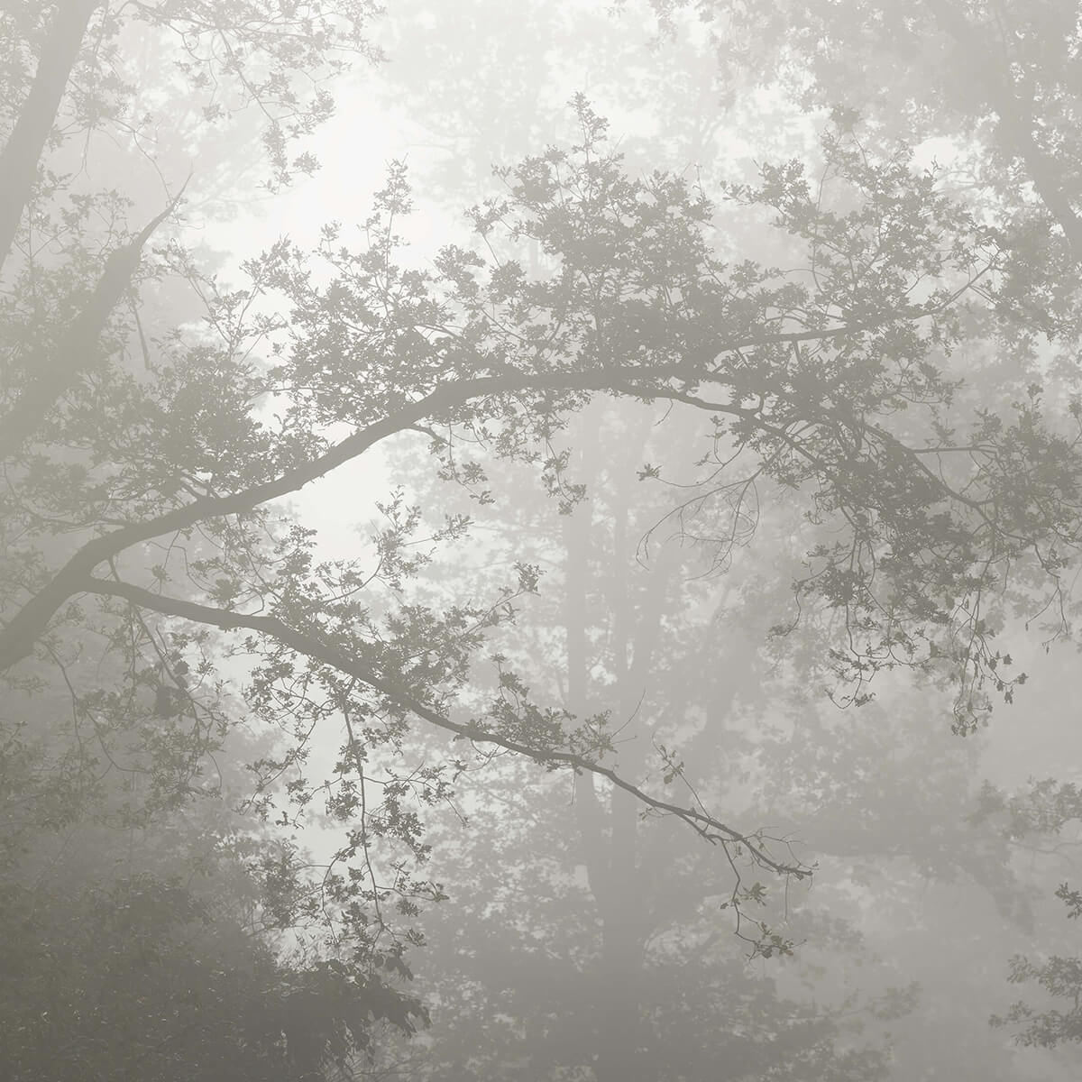 Beautiful forest in the fog