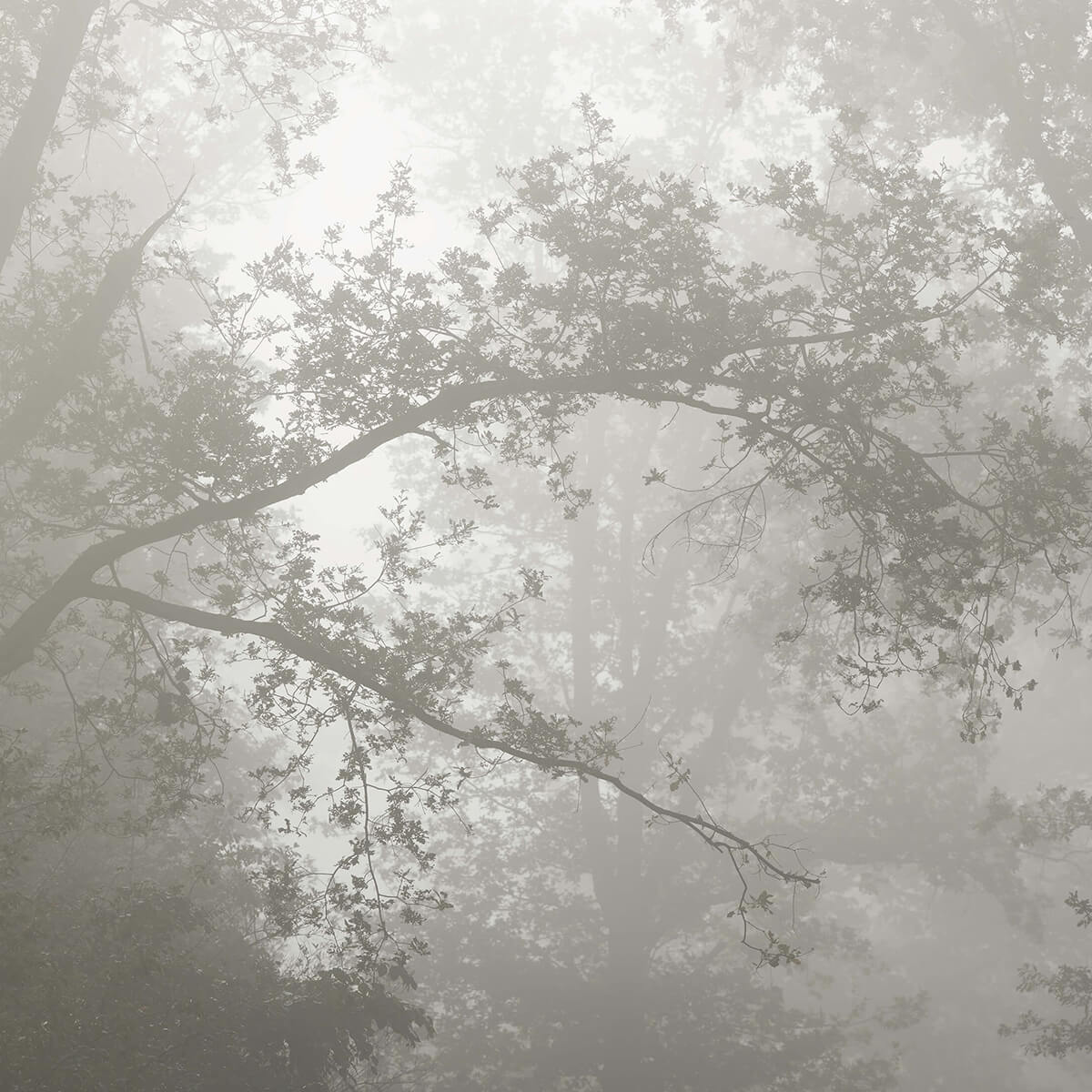 Beautiful forest in the fog