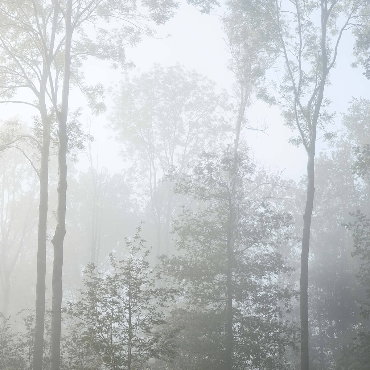 Dense fog in the forest