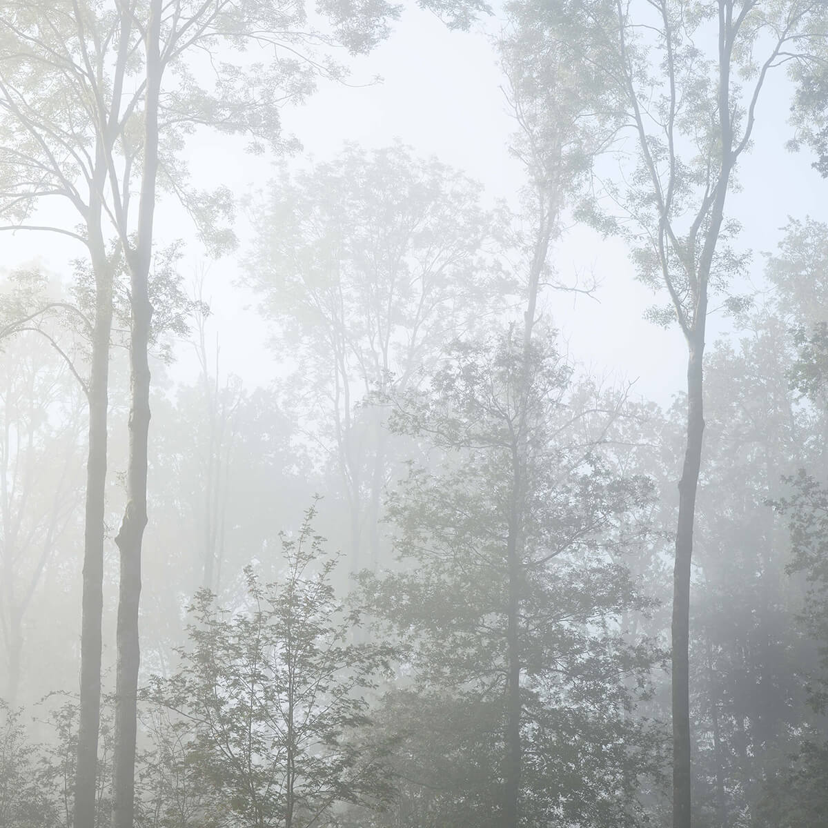 Brouillard dense dans la forêt