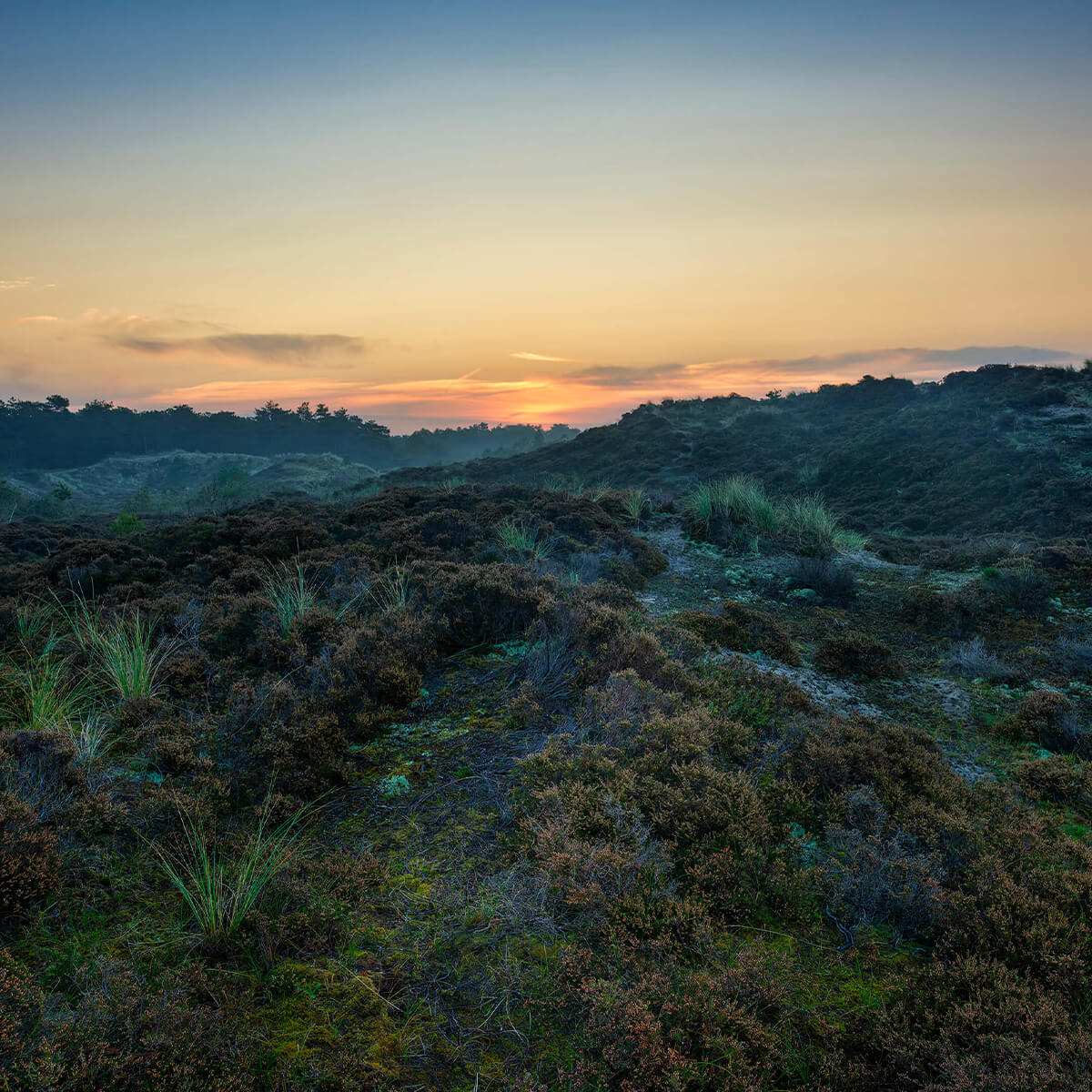 Hügeliges Moorland