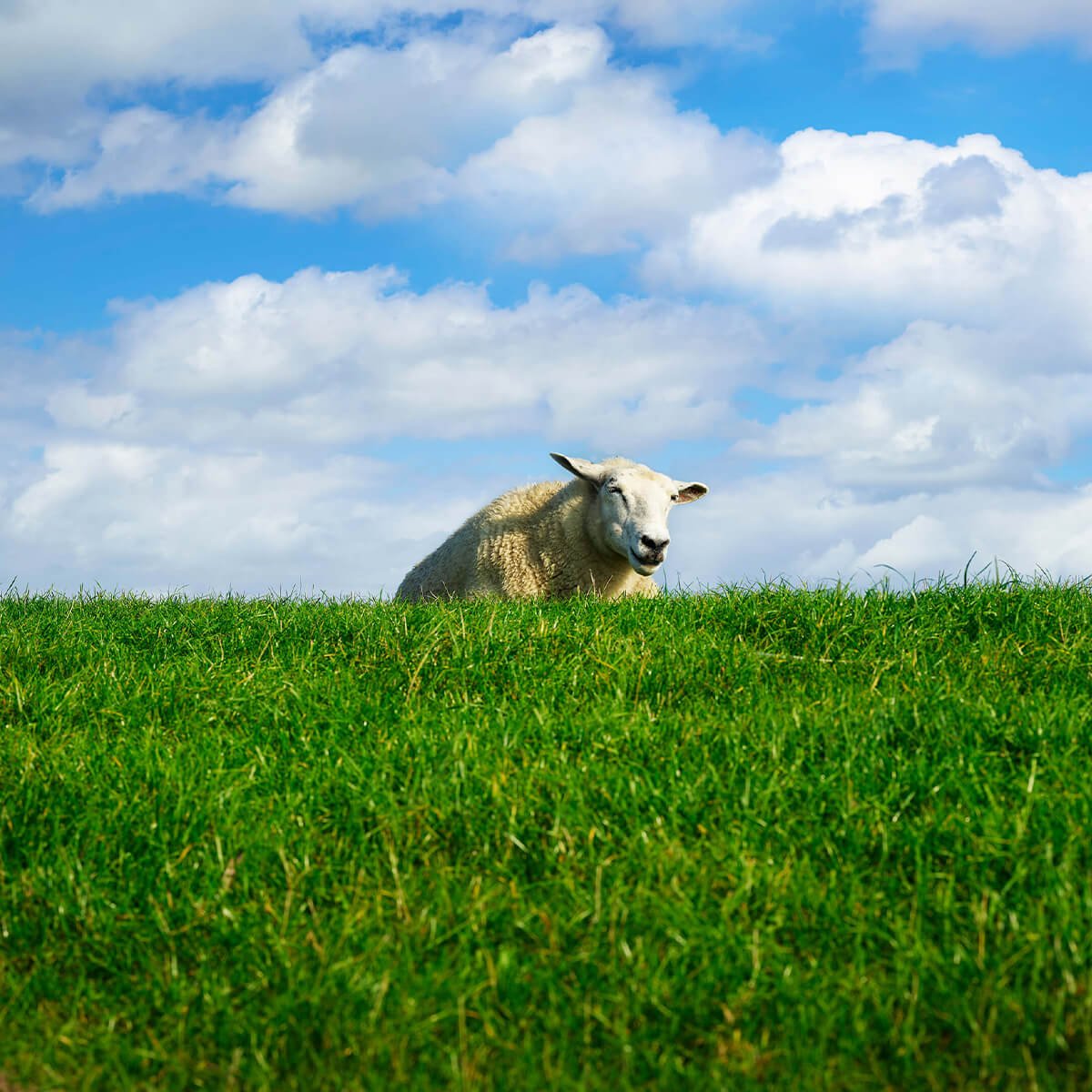 Sheep on the dike