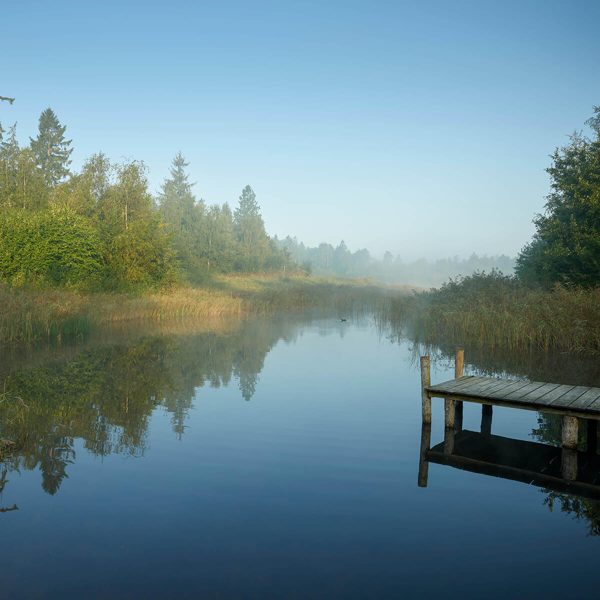 Houten steiger in het bos