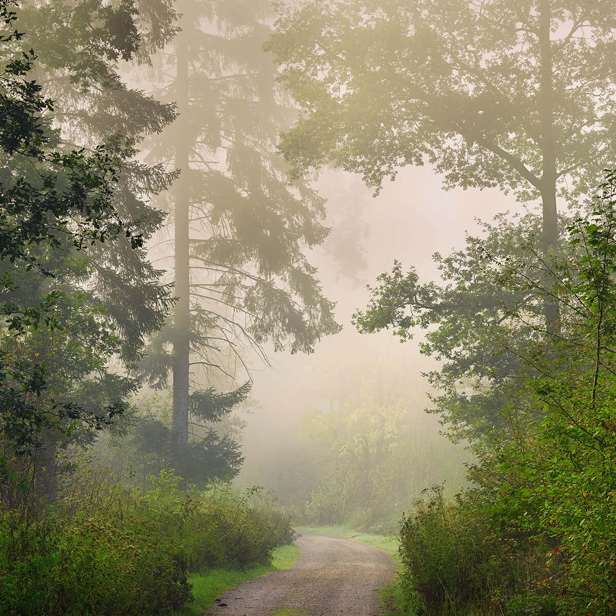 Road through foggy forest