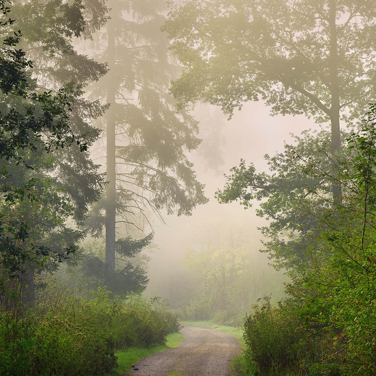 Straße durch nebligen Wald