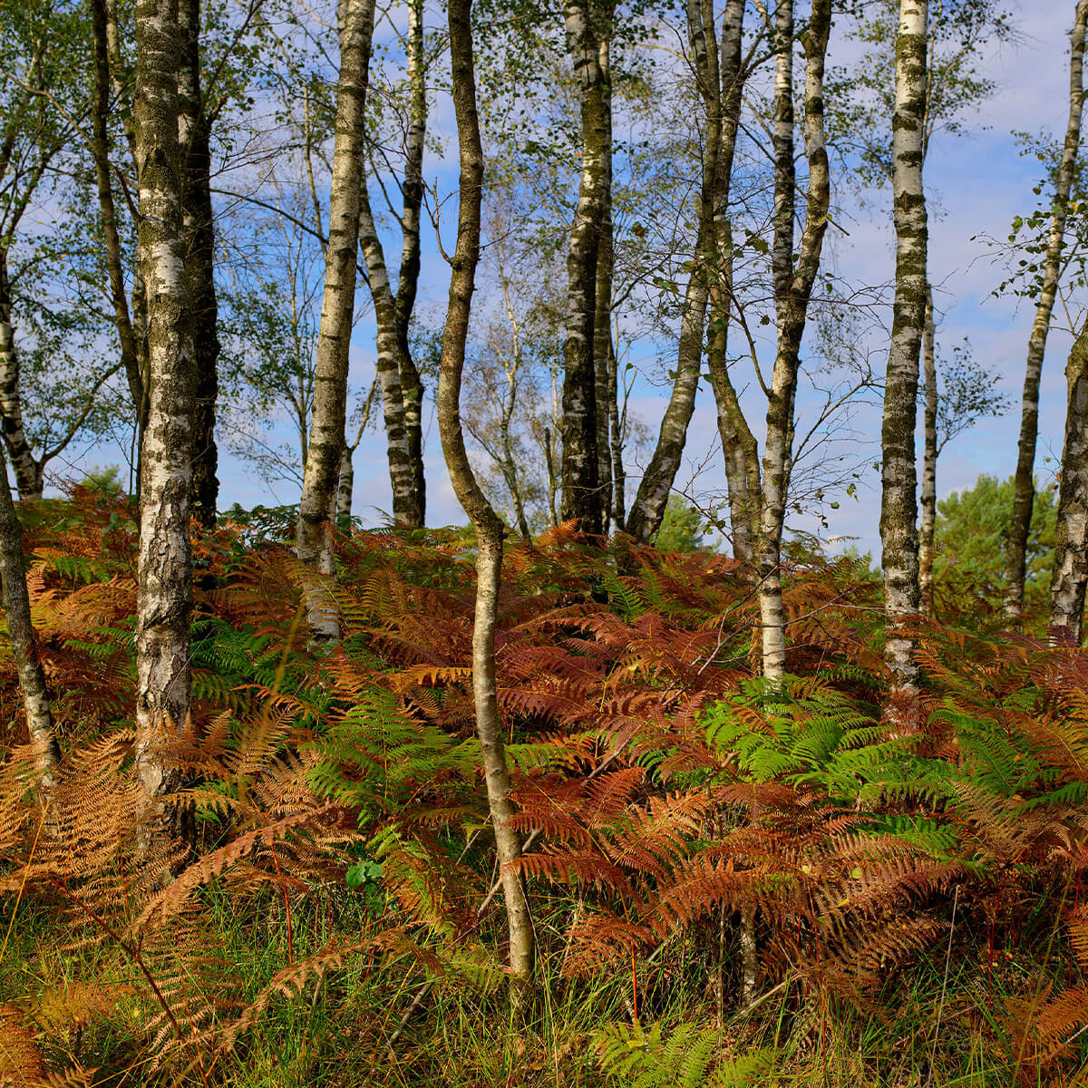 Birches with coloured ferns