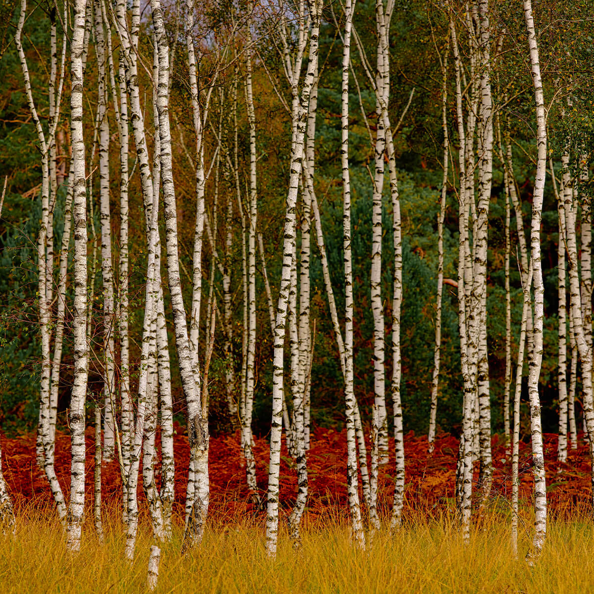 Birch trees at the edge of the forest
