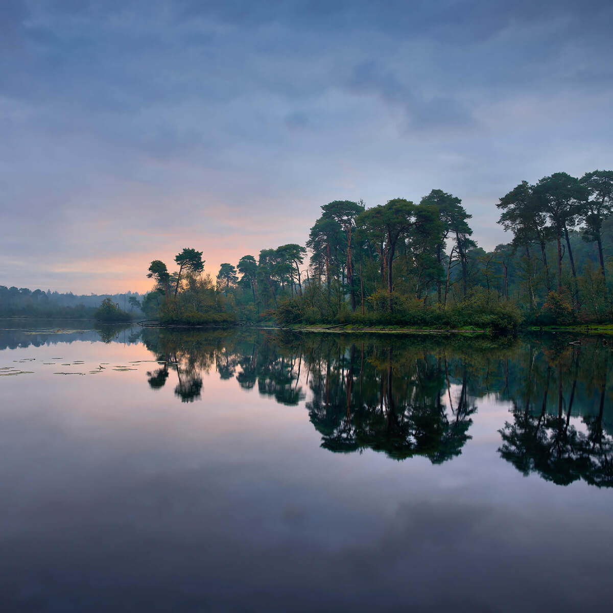 Weerspiegeling in bossen bij zonsopkomst