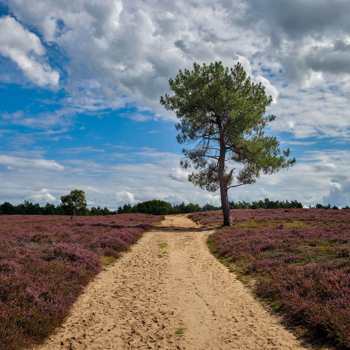 Baum im Moorgebiet