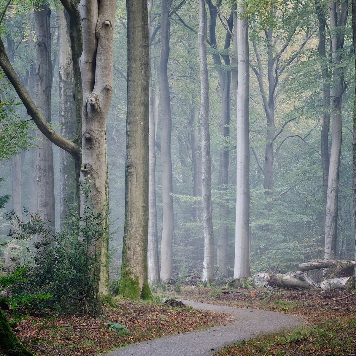 Chemin à travers la forêt