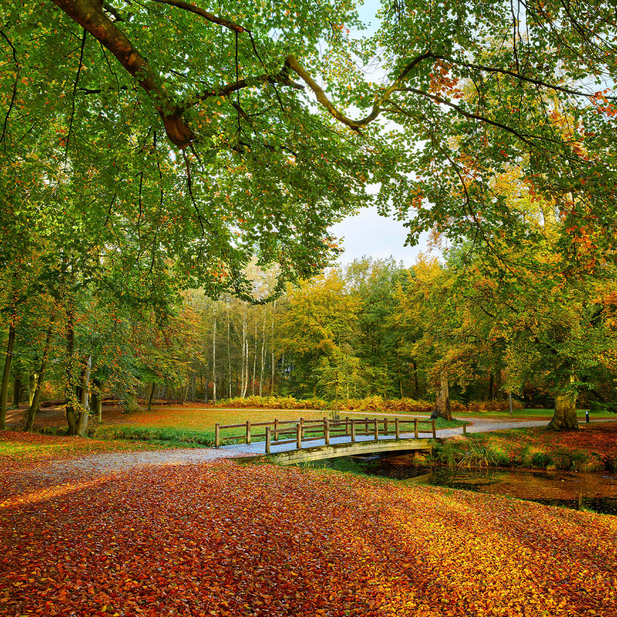 Bridge in the large forest