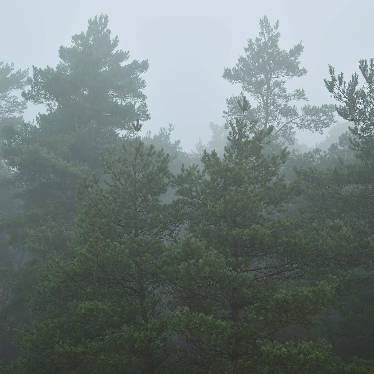 Nadelbäume im Nebel