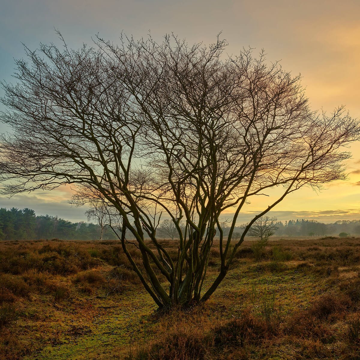 Zonsopgang op de heide