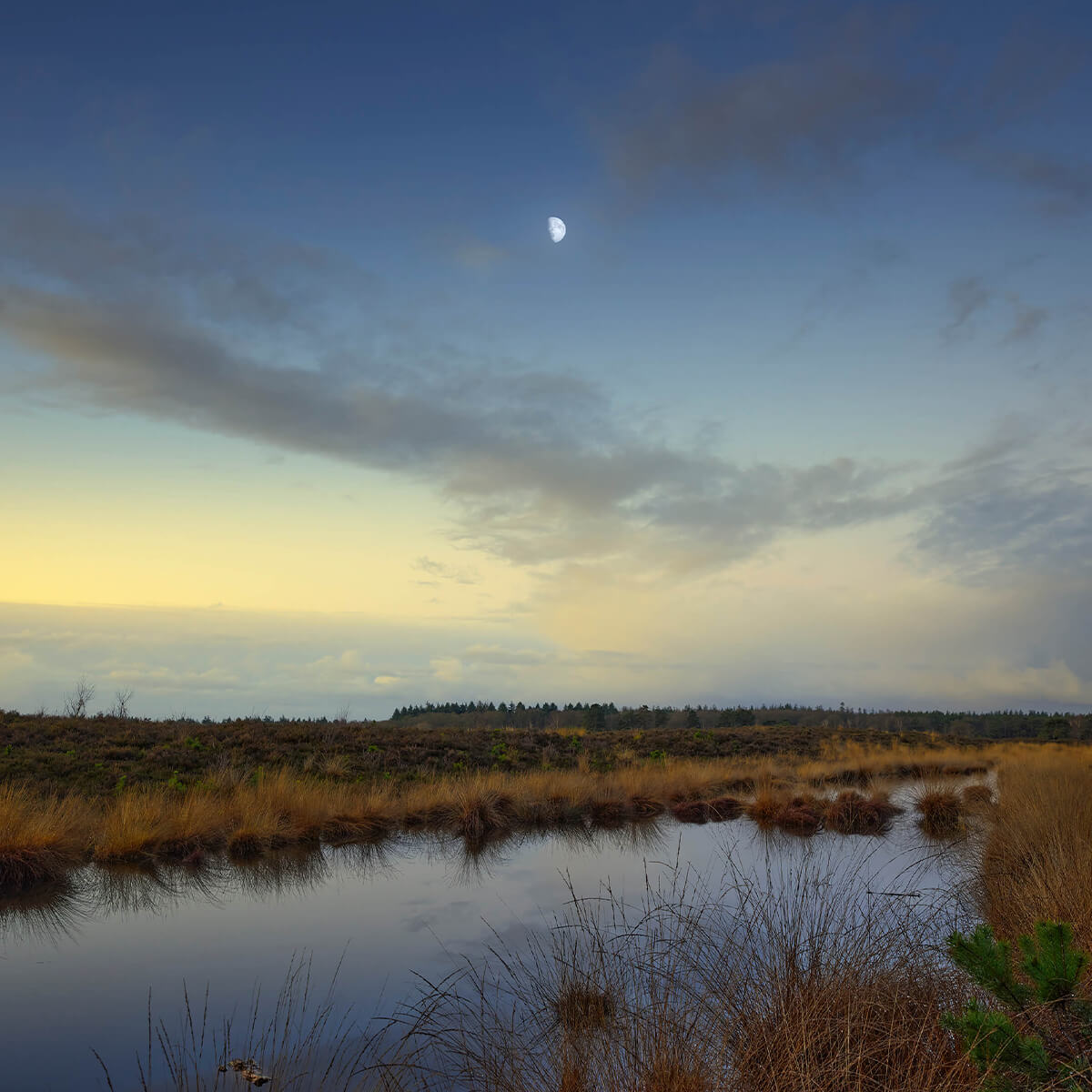 Moon in moorland