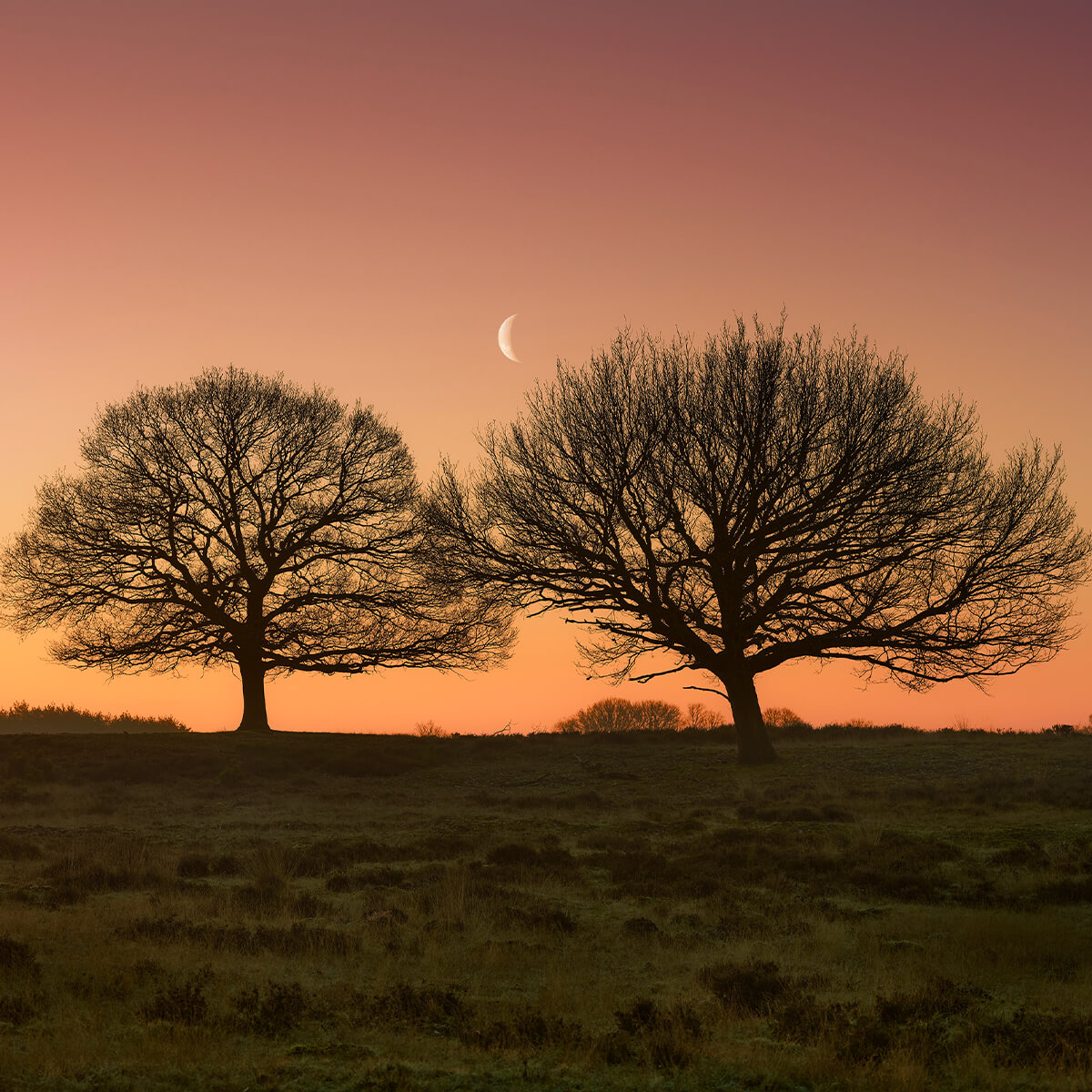 La lune entre les arbres