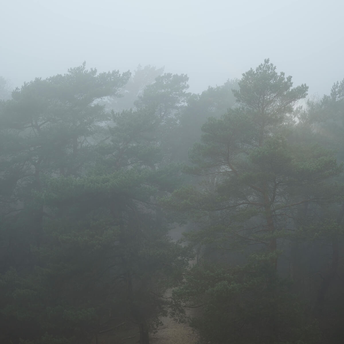 Weg durch nebligen Wald