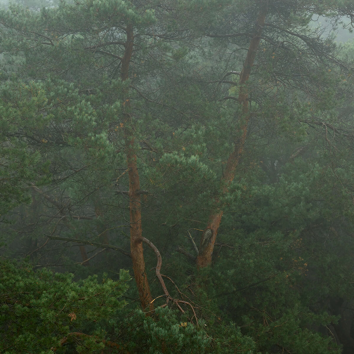 Mist tussen de bomen