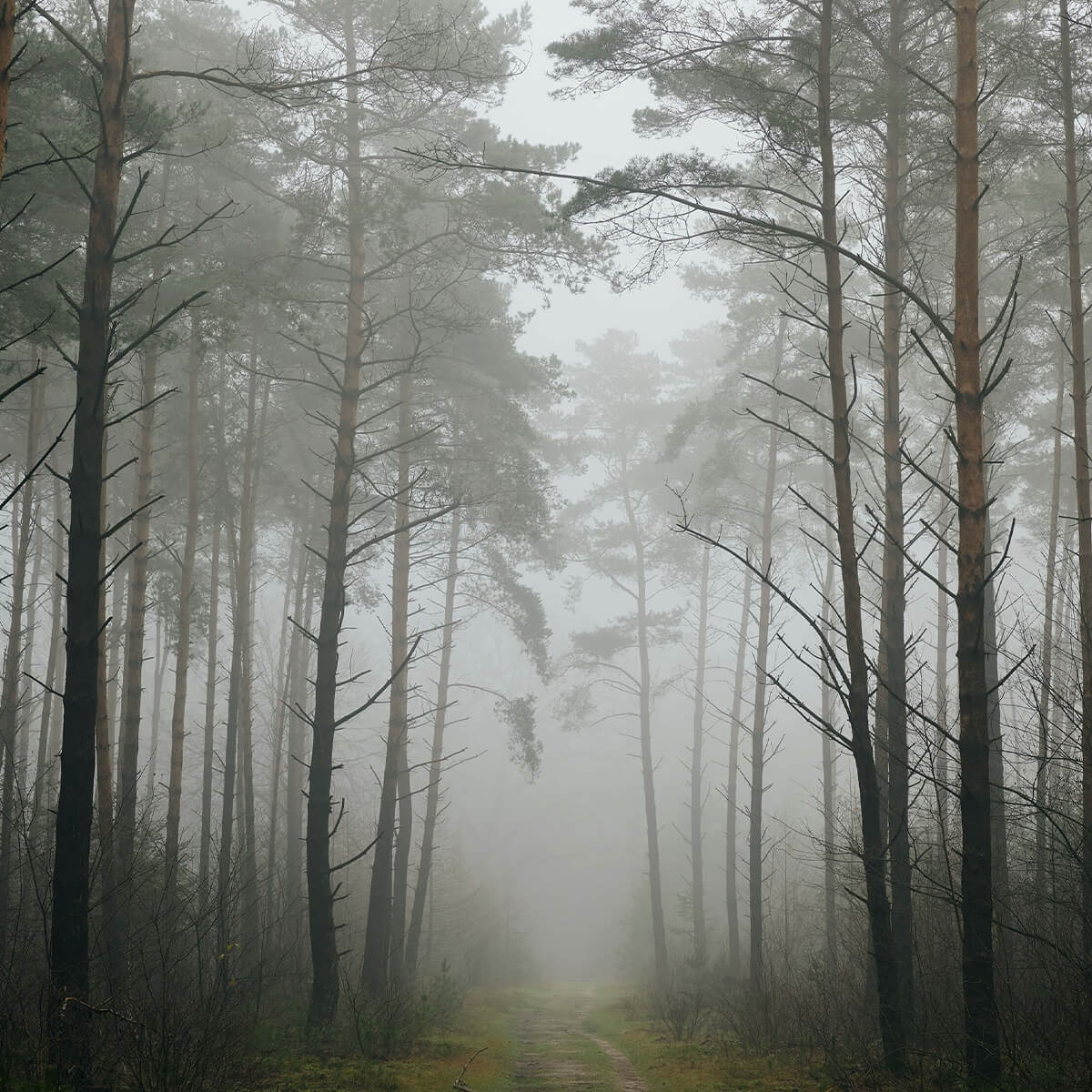 Chemin dans la forêt brumeuse